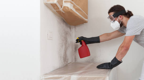 Professional Mold Removal technician working in Cologne, MN